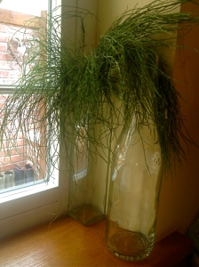 Horsetail drying in my kitchen.
